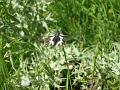 libelloides coccajus - maschio